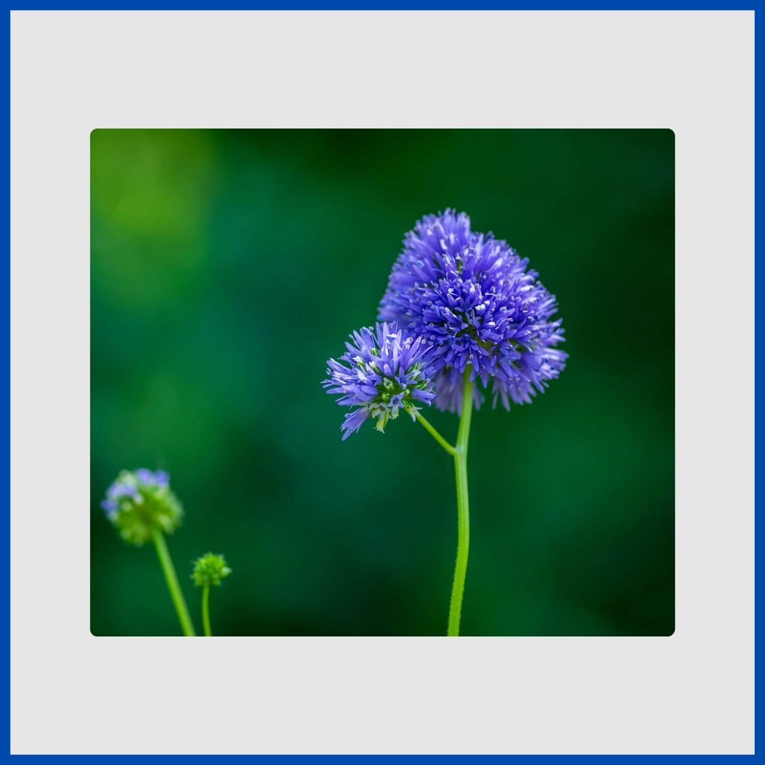 A delicate, globe-shaped blue gilia flower