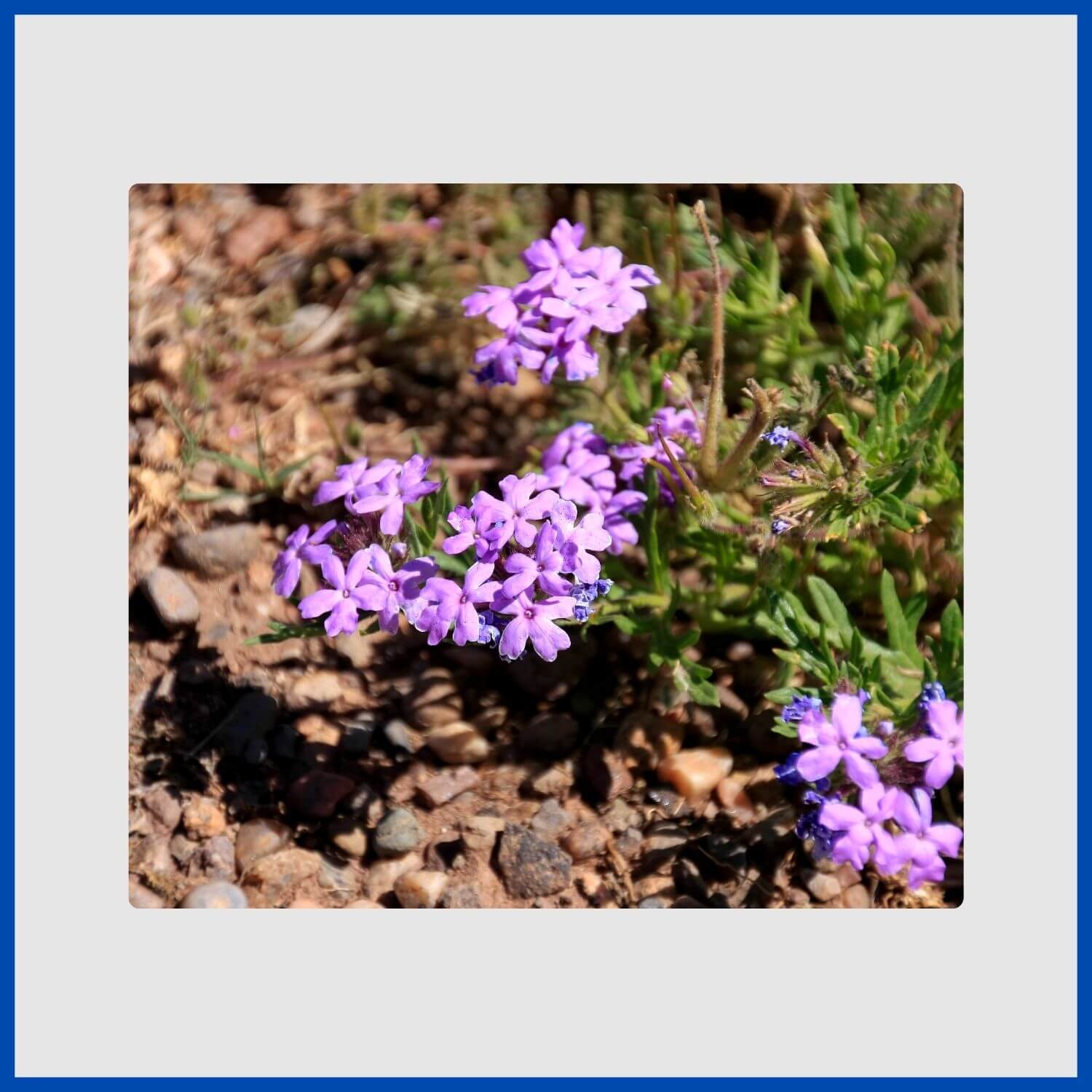 A spreading mat of blue glandularia, a native verbena