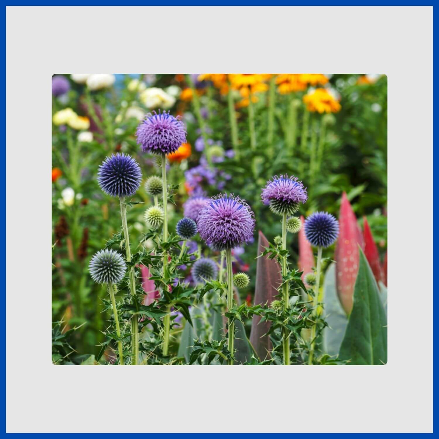 perfectly round, steel-blue globe thistle flowers