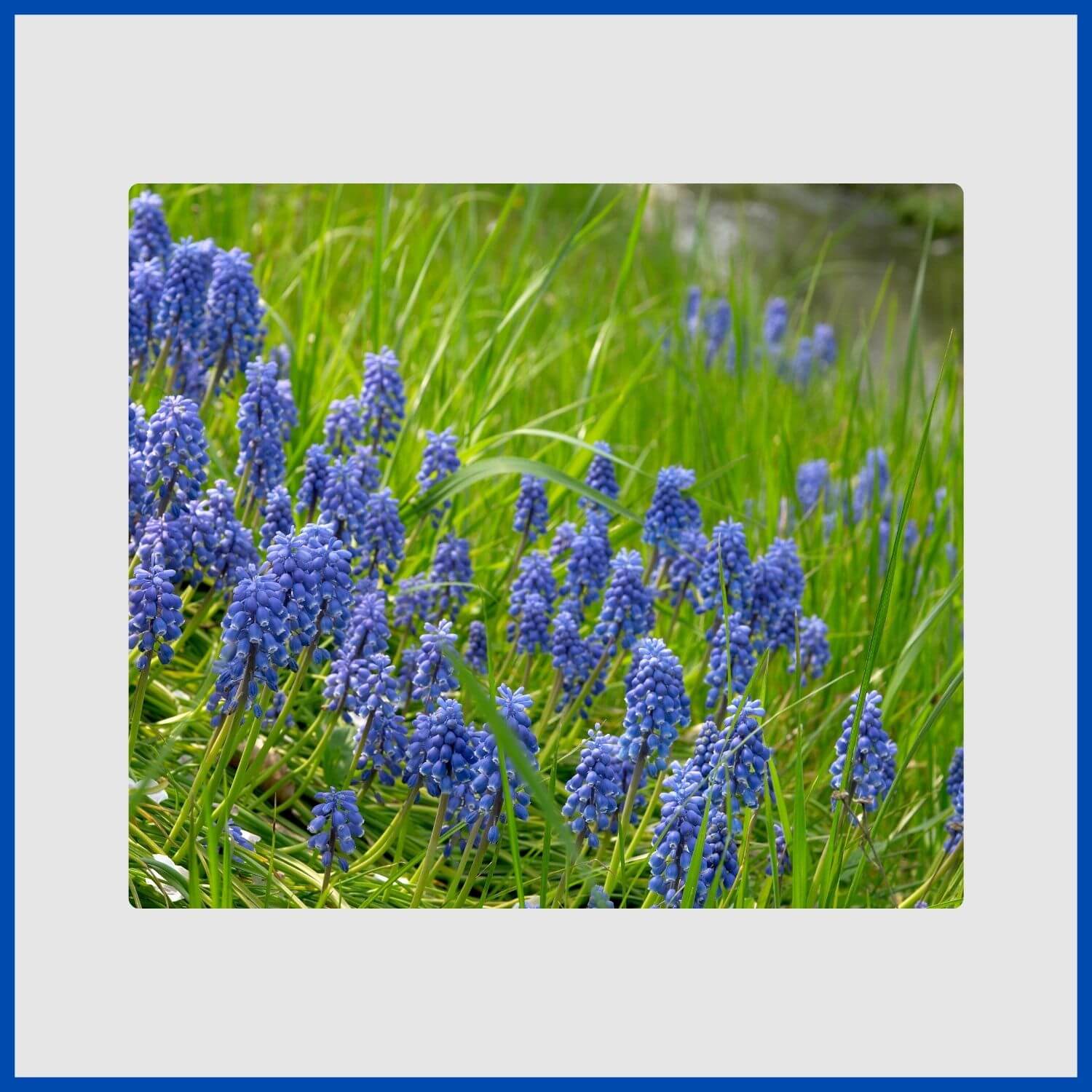 A dense spike of blue grape hyacinth (muscari) flowers in spring