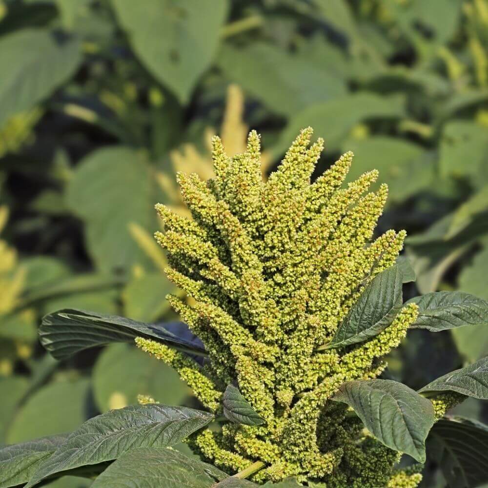 Cascading green amaranth flower