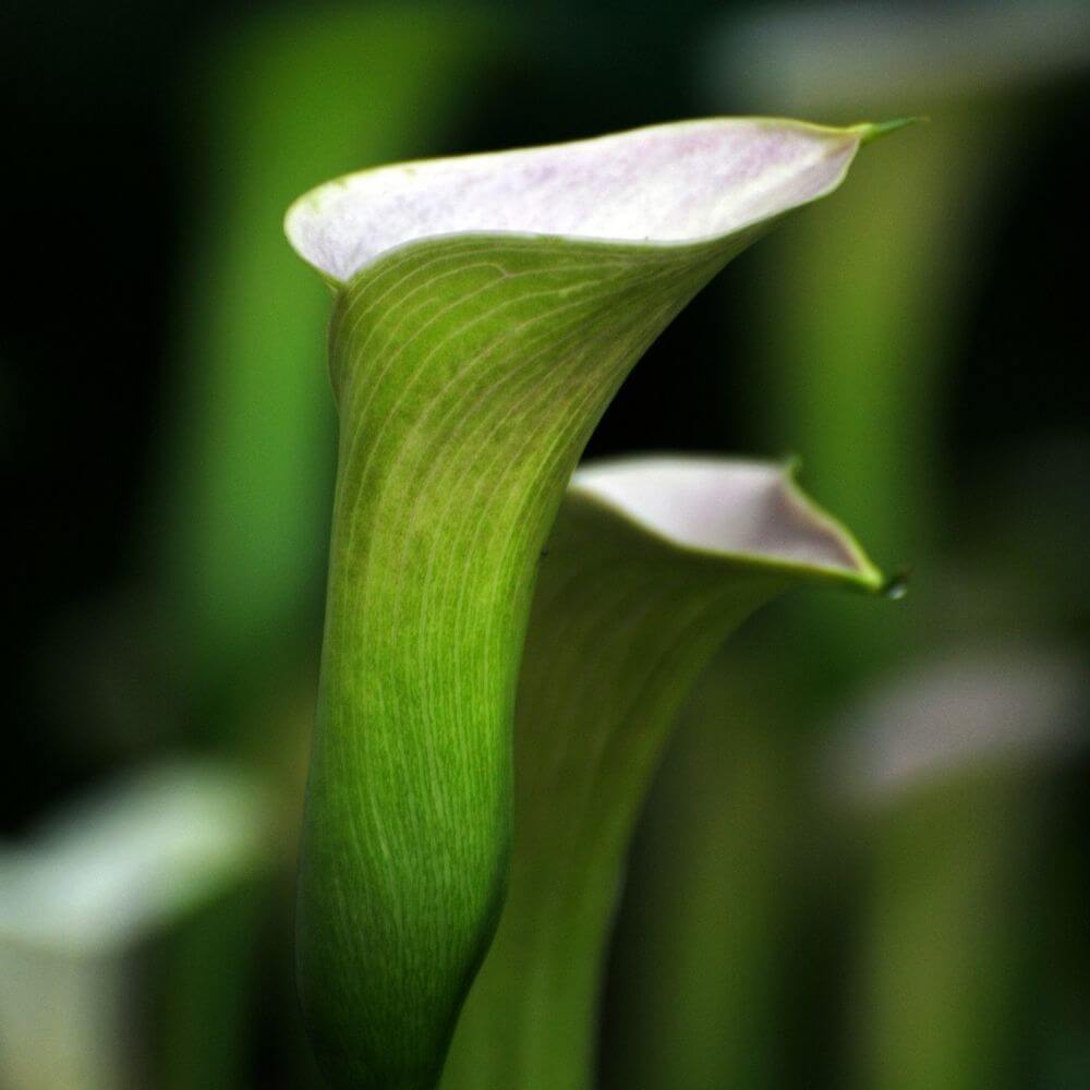 Delicate green daylily flower