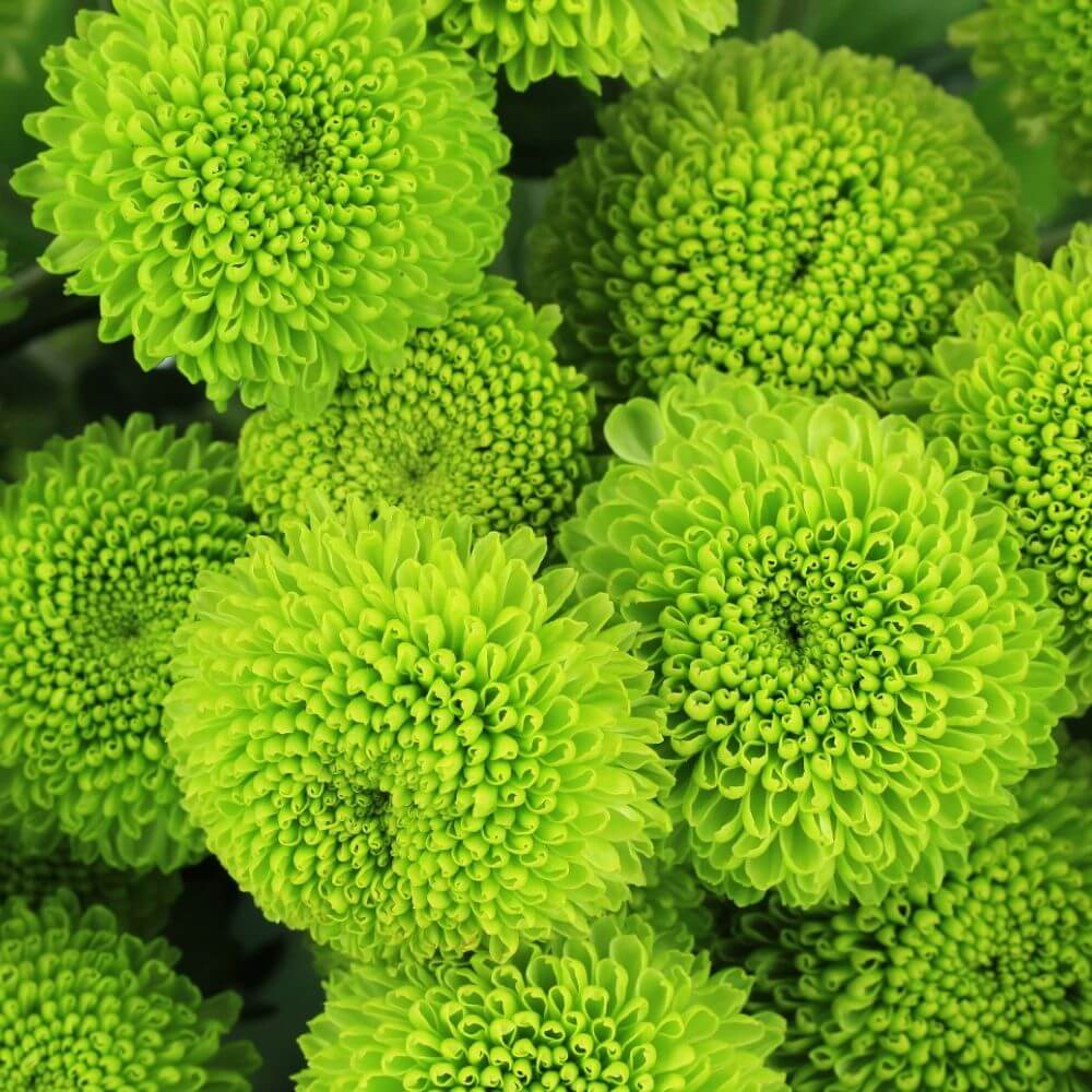 Bright lime green flower chrysanthemum
