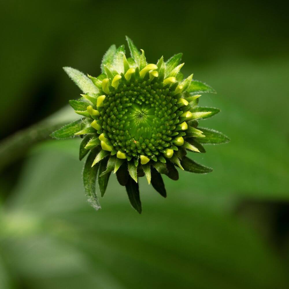 Unique green coneflower flower 