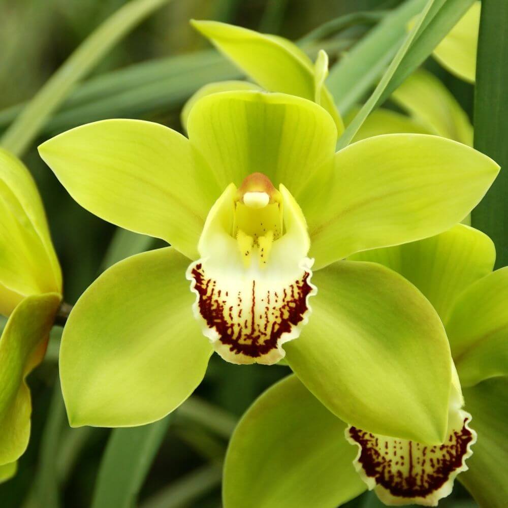 Waxy green flower cymbidium orchid