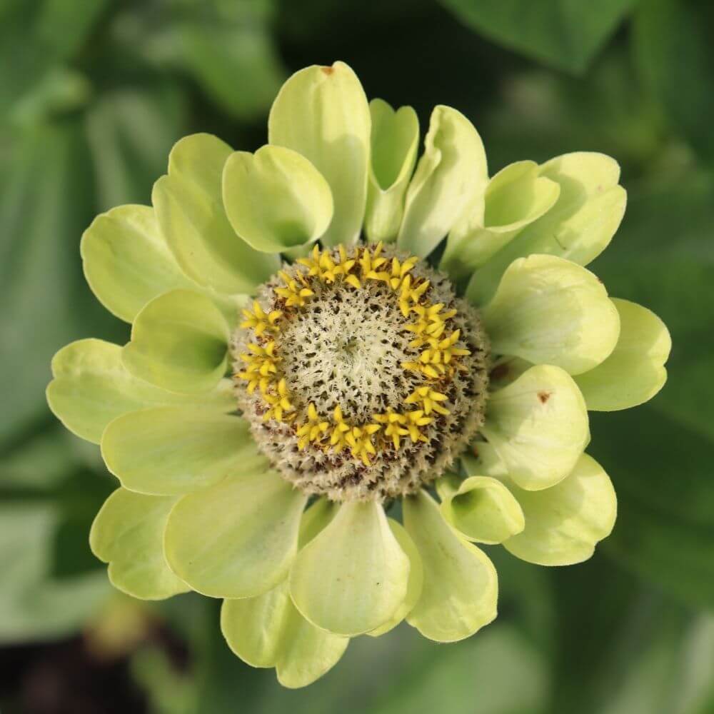 Spiky green flower dahlia blooming