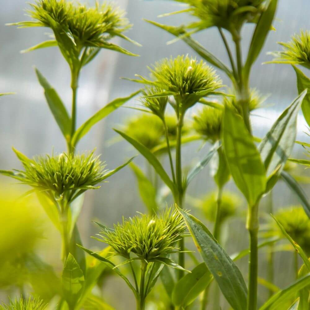 Fuzzy moss-like green flower dianthus trick used in bouquets