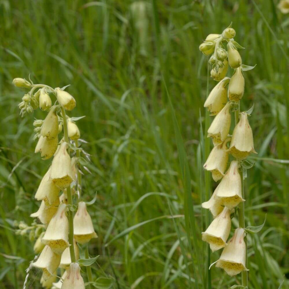 Tall spike of tubular green flower foxgloves