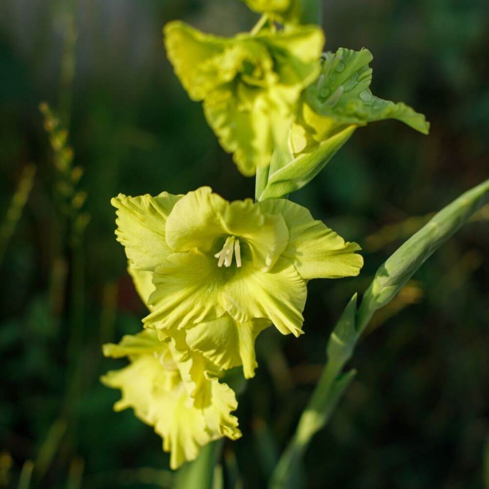 Tall green flower gladiolus spike