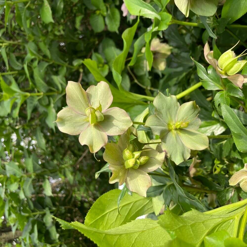 Winter blooming green hellebore flowers