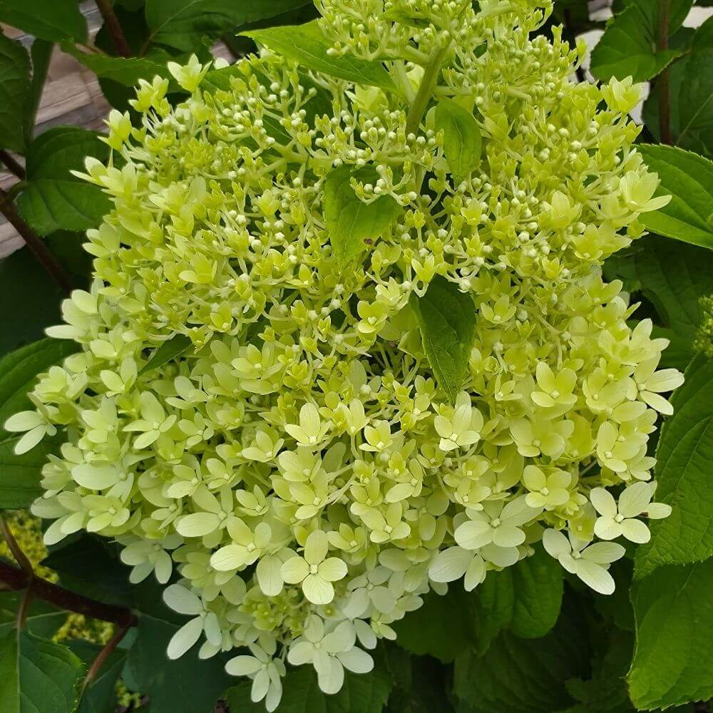 Large cone-shaped green flower hydrangea blooming on a shrub