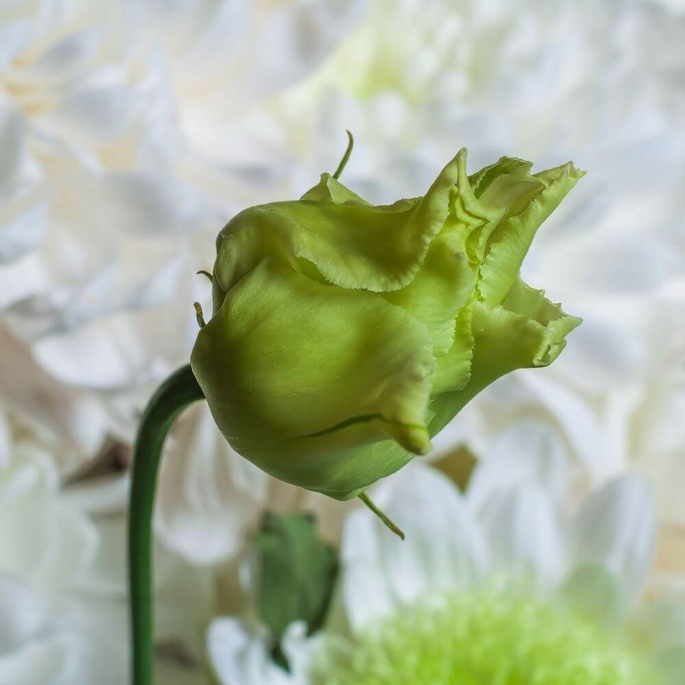 Rose-like green lisianthus flower