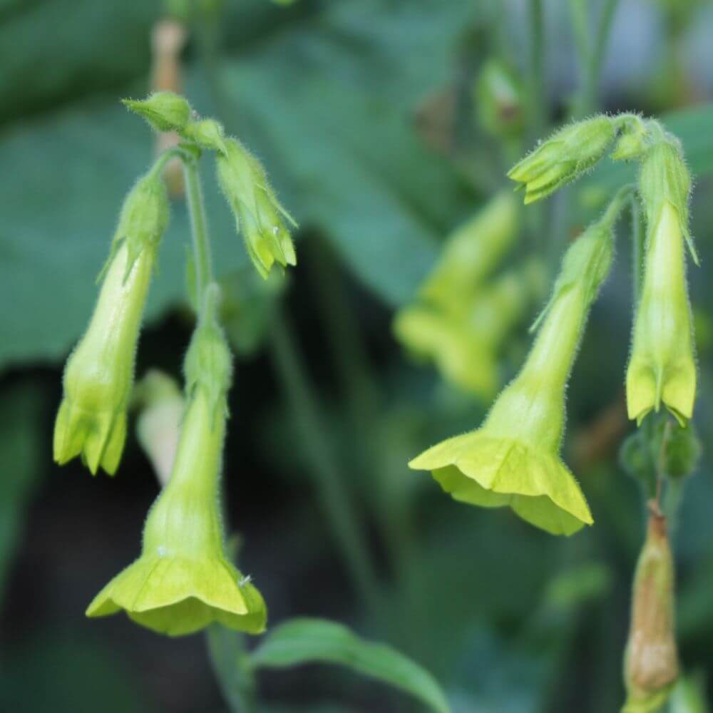 Bell-shaped green flower nicotiana