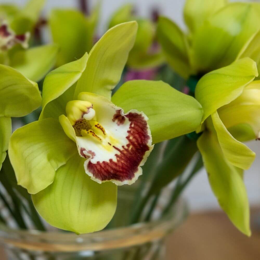 Exotic green flower orchid with twisted petals in a pot