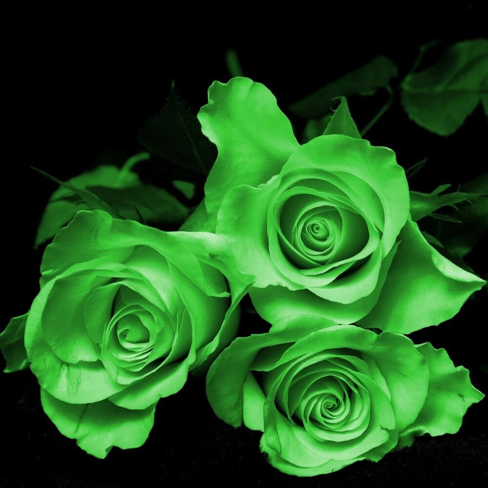 3 green rose flowers blooming