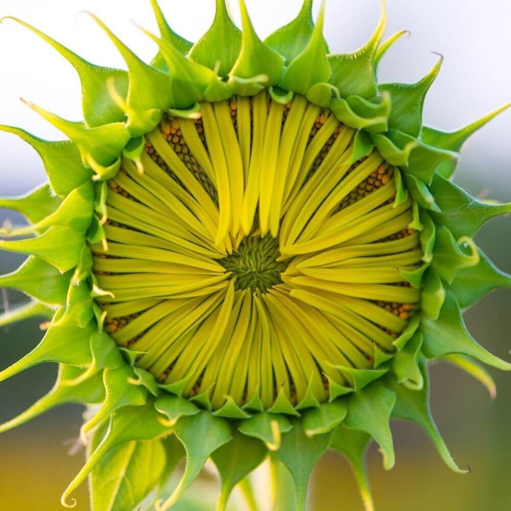 Textured green sunflower flower