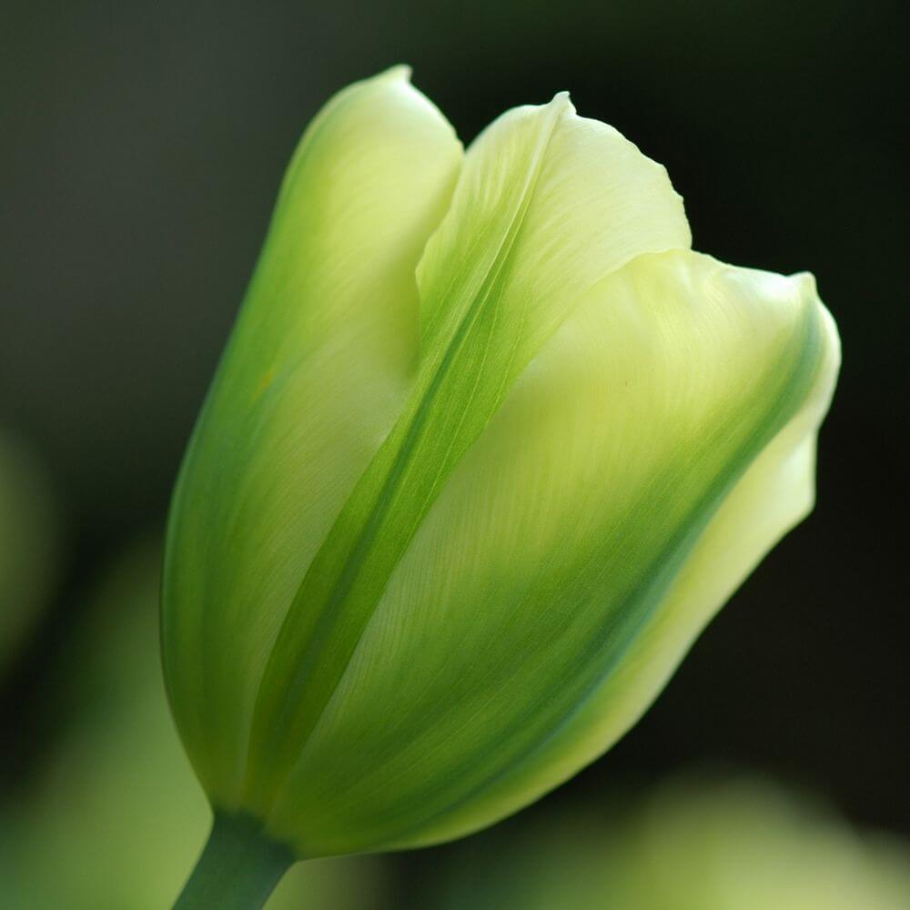 Spring blooming green flower tulip