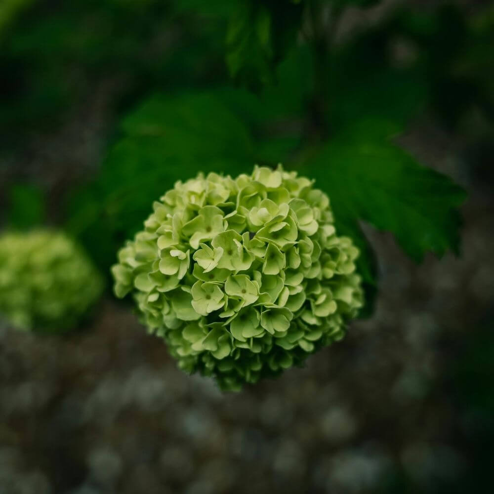 Round snowball green flower viburnum