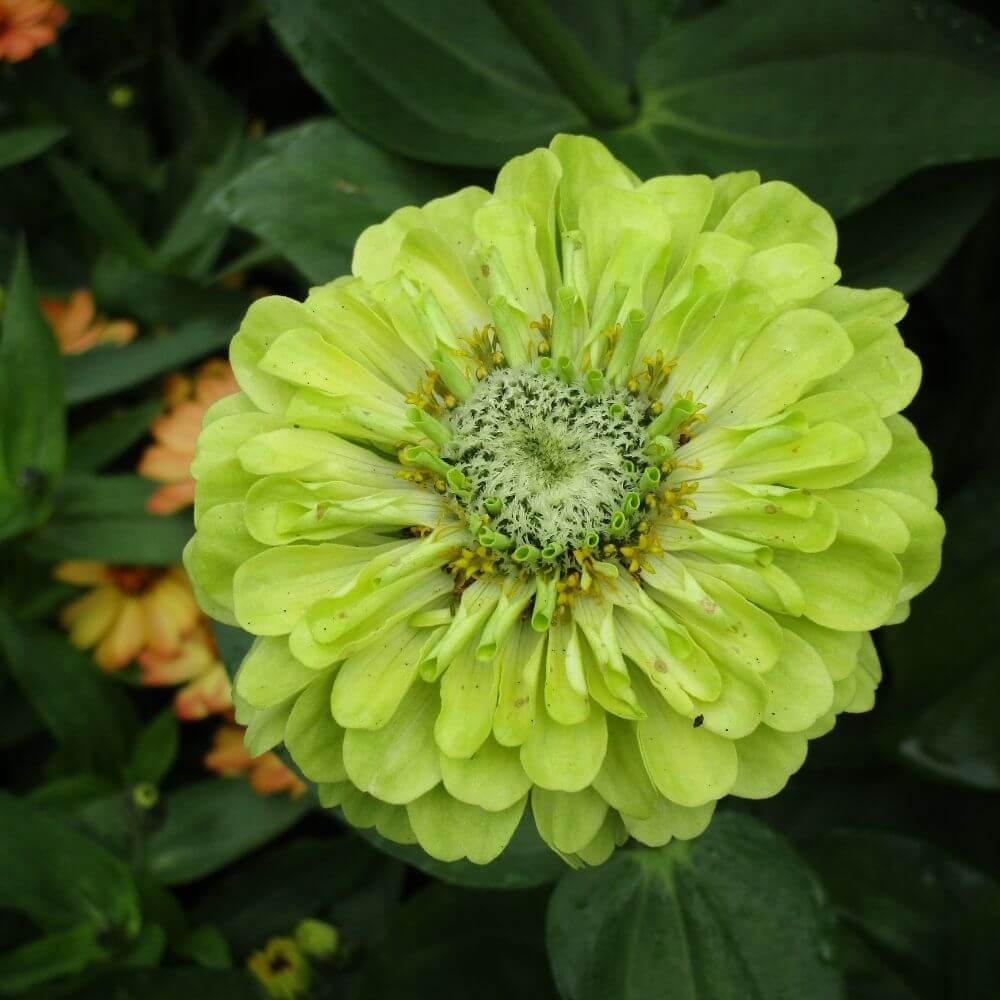 Chartreuse green flower zinnia
