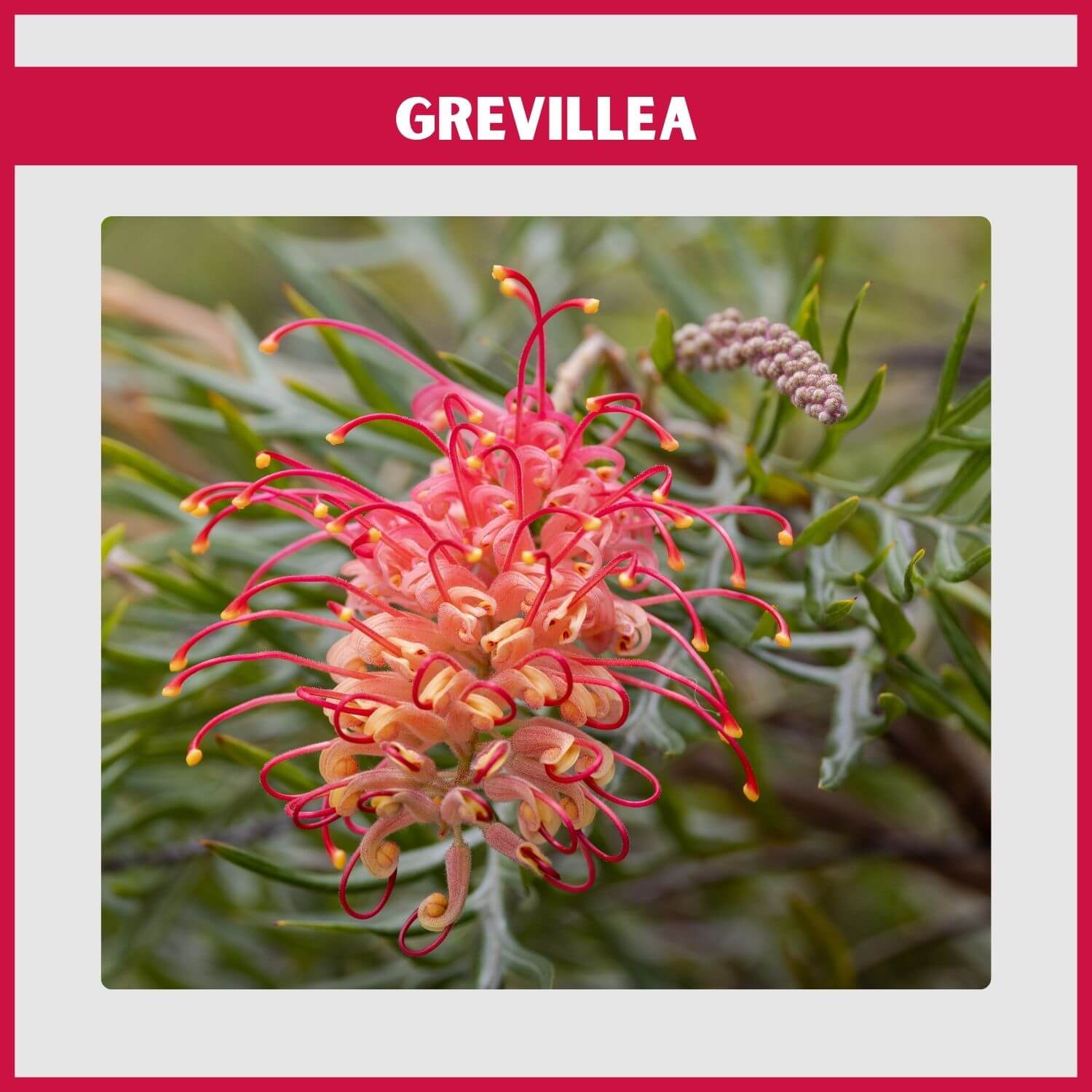 A 'Robyn Gordon' Grevillea with coral-red spider flowers 
