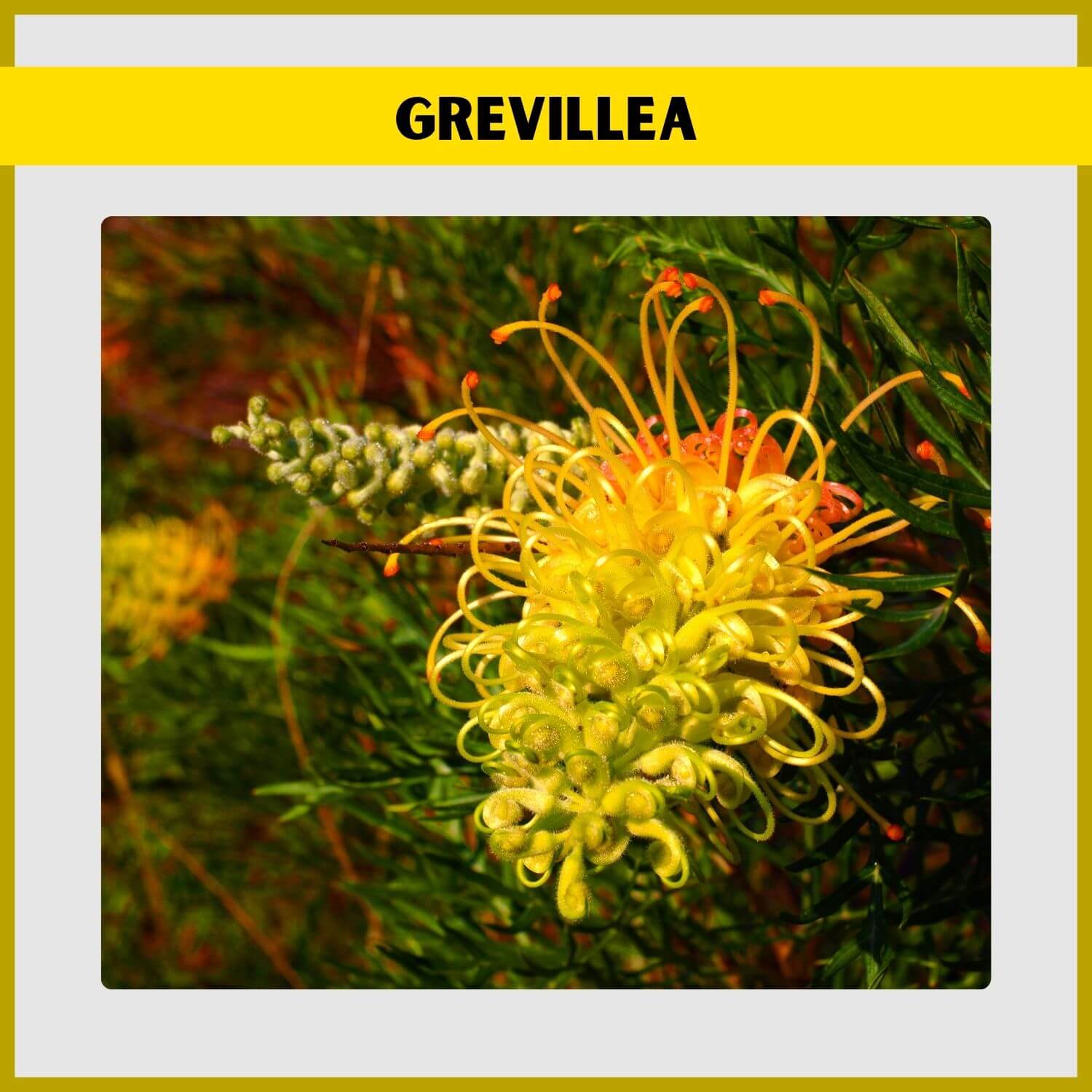 A 'Superb' Grevillea's unique red and orange spider-like flowers 