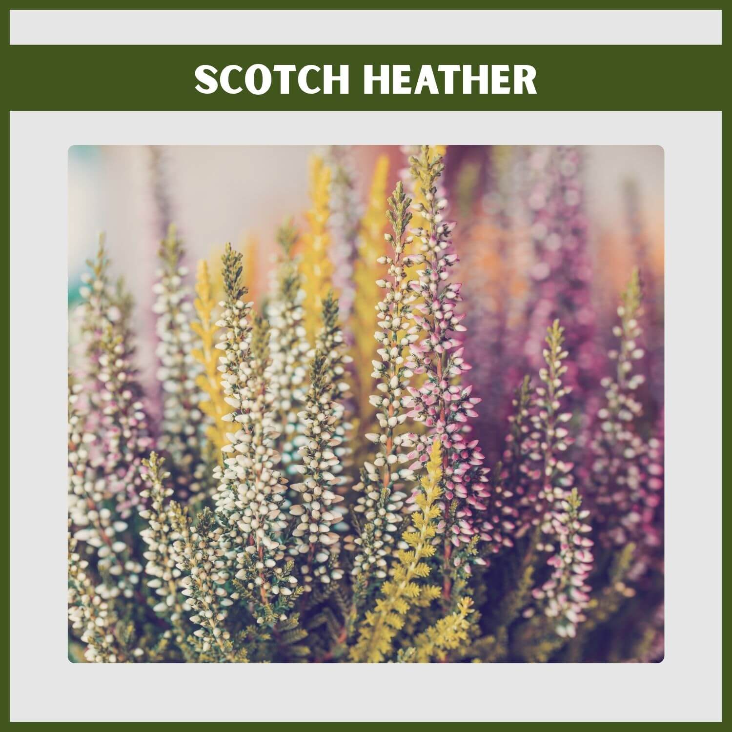 low-growing groundcover of purple Heather (Calluna vulgaris) in full bloom