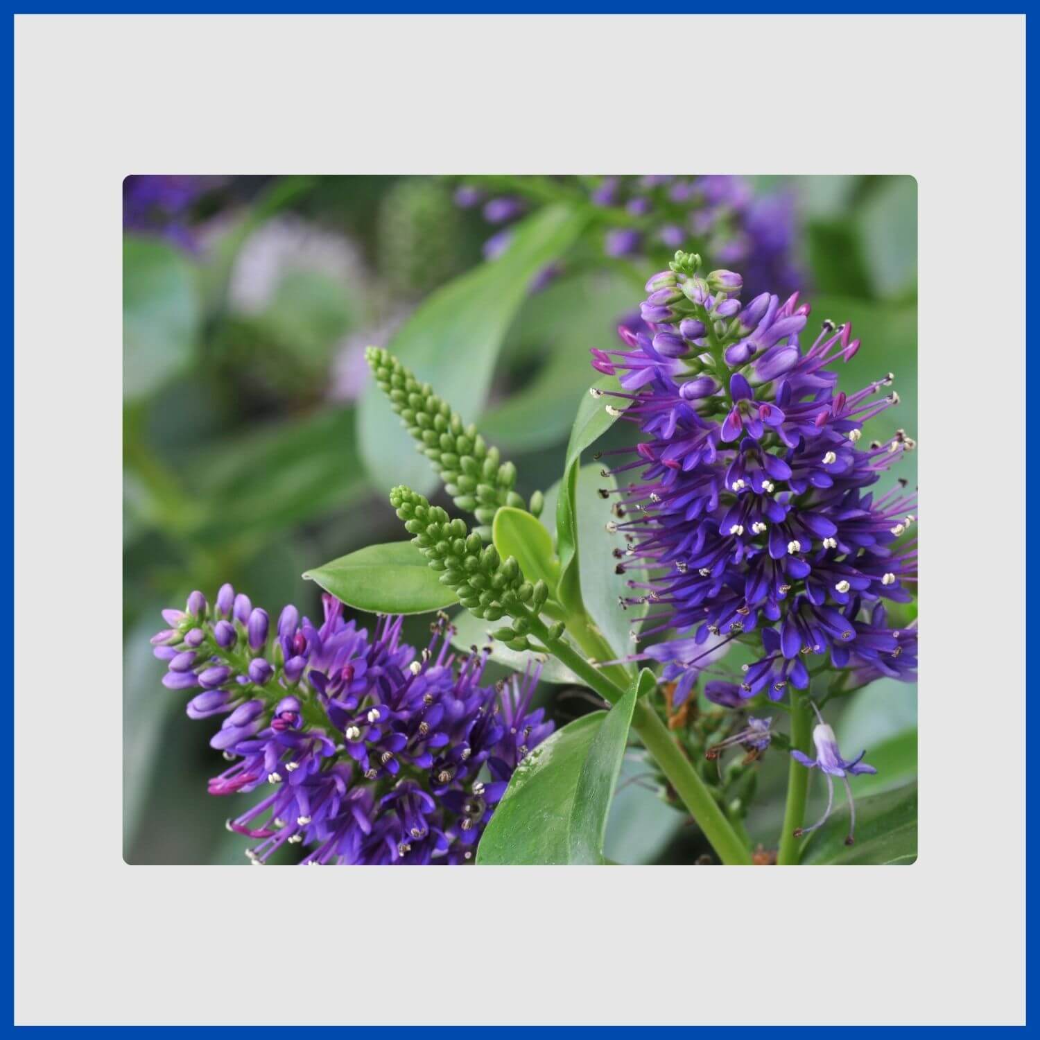 Bottlebrush-like spikes of blue flowers on an evergreen hebe shrub