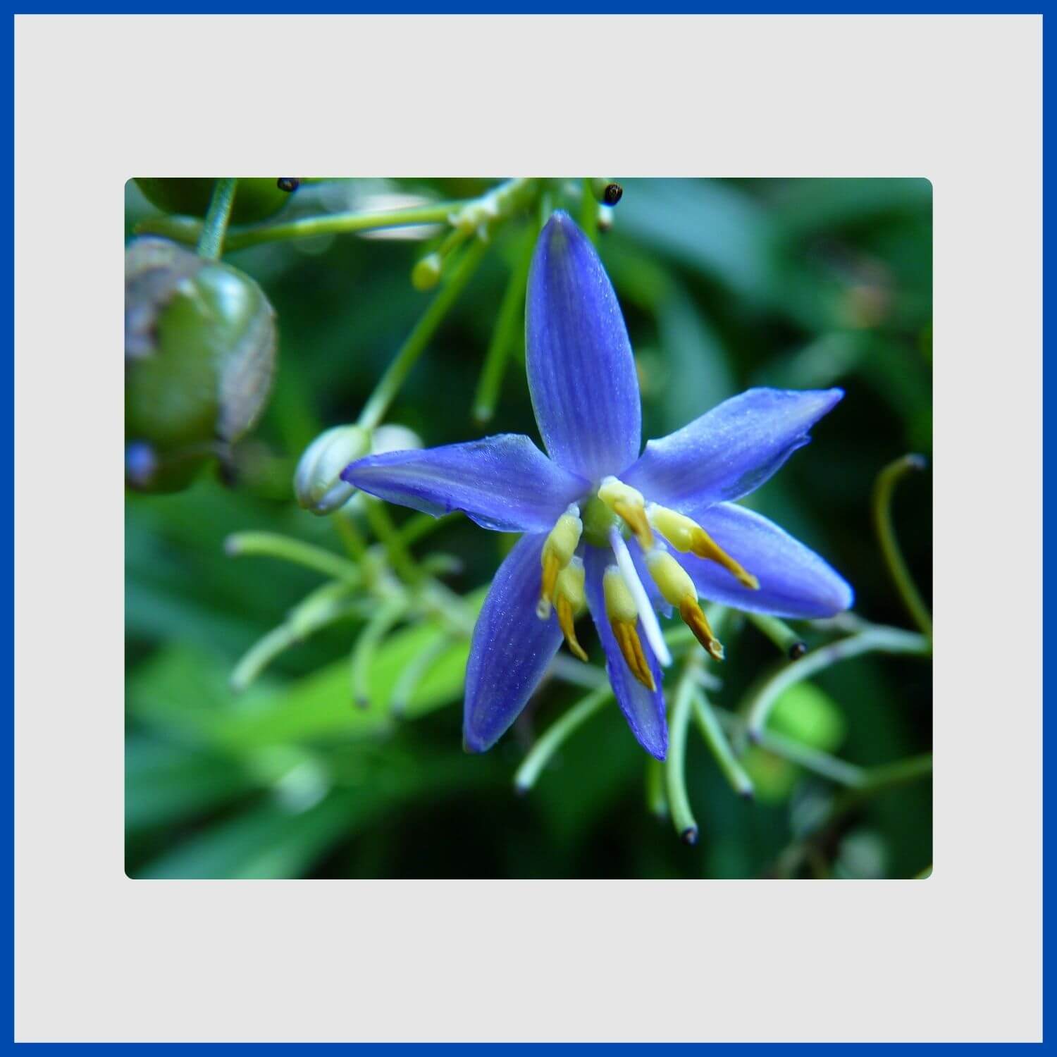 blue heliophila, or flax lily flower