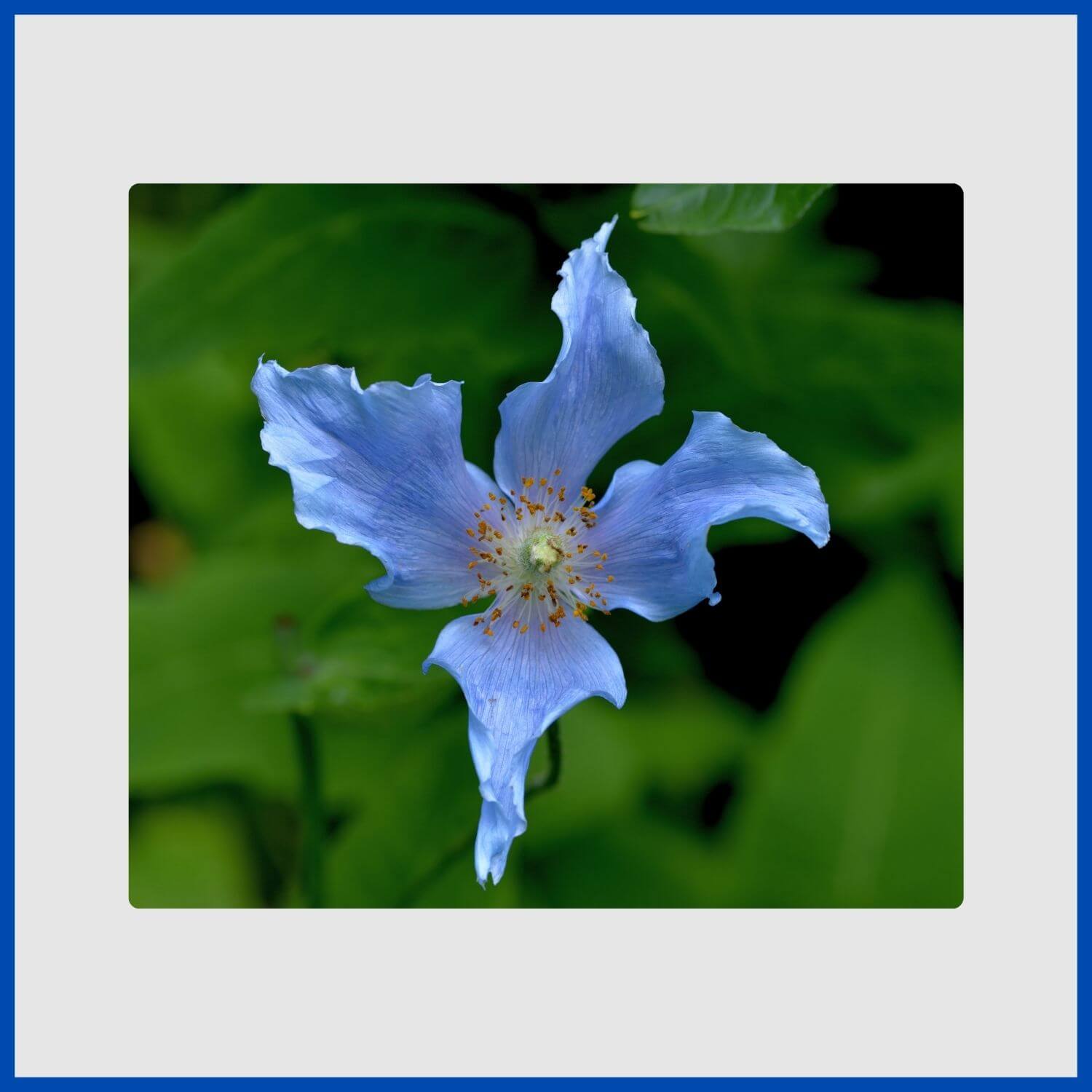 The rare and striking Himalayan blue poppy with papery, true-blue petals
