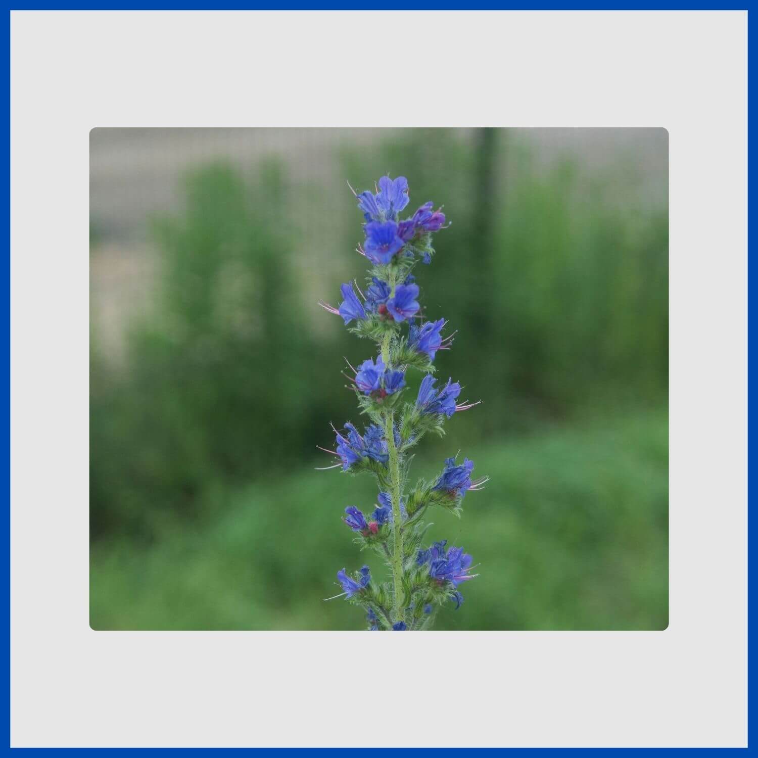 Spikes of small blue flowers on an aromatic hyssop herb plant