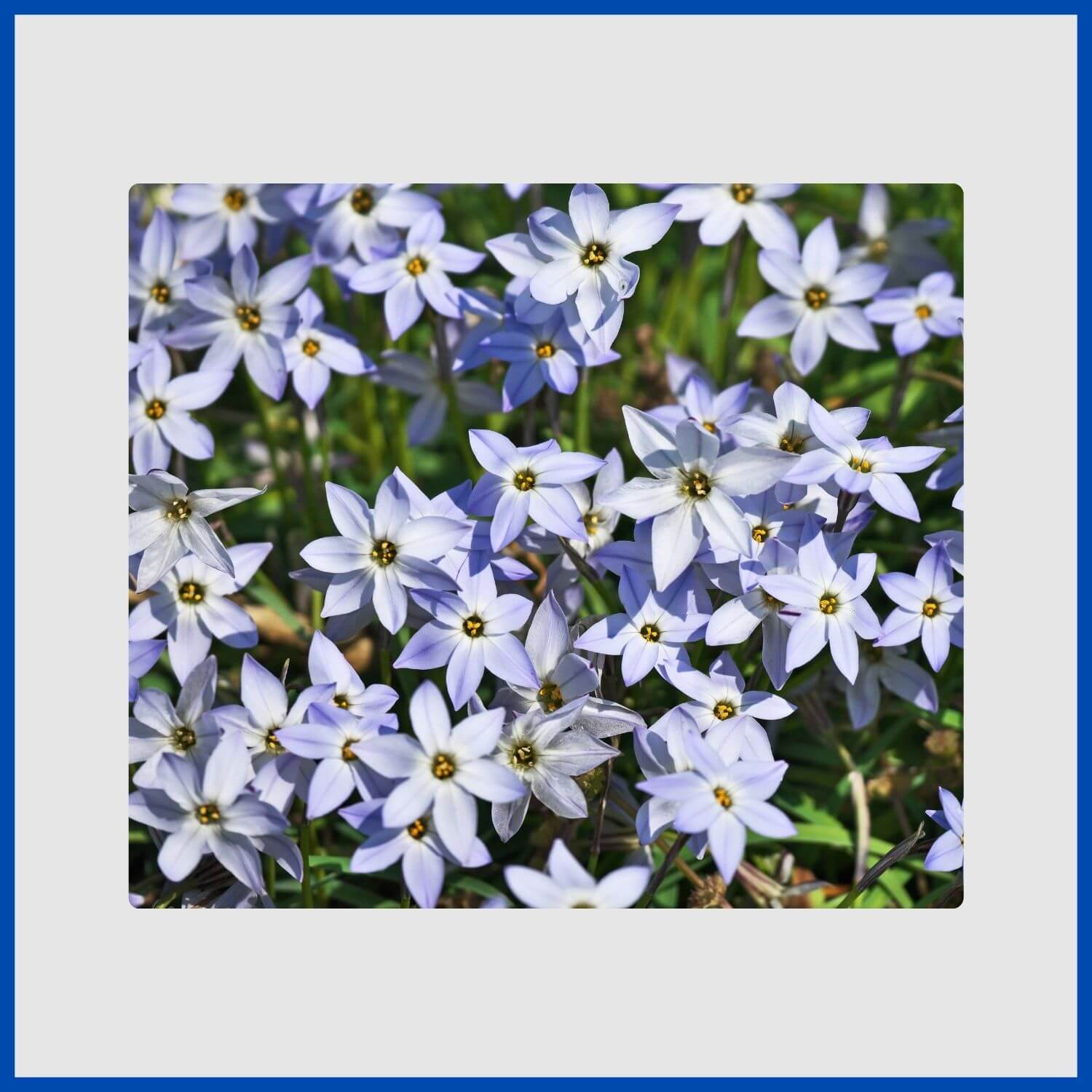 cluster of delicate, star-shaped blue ipheion flowers