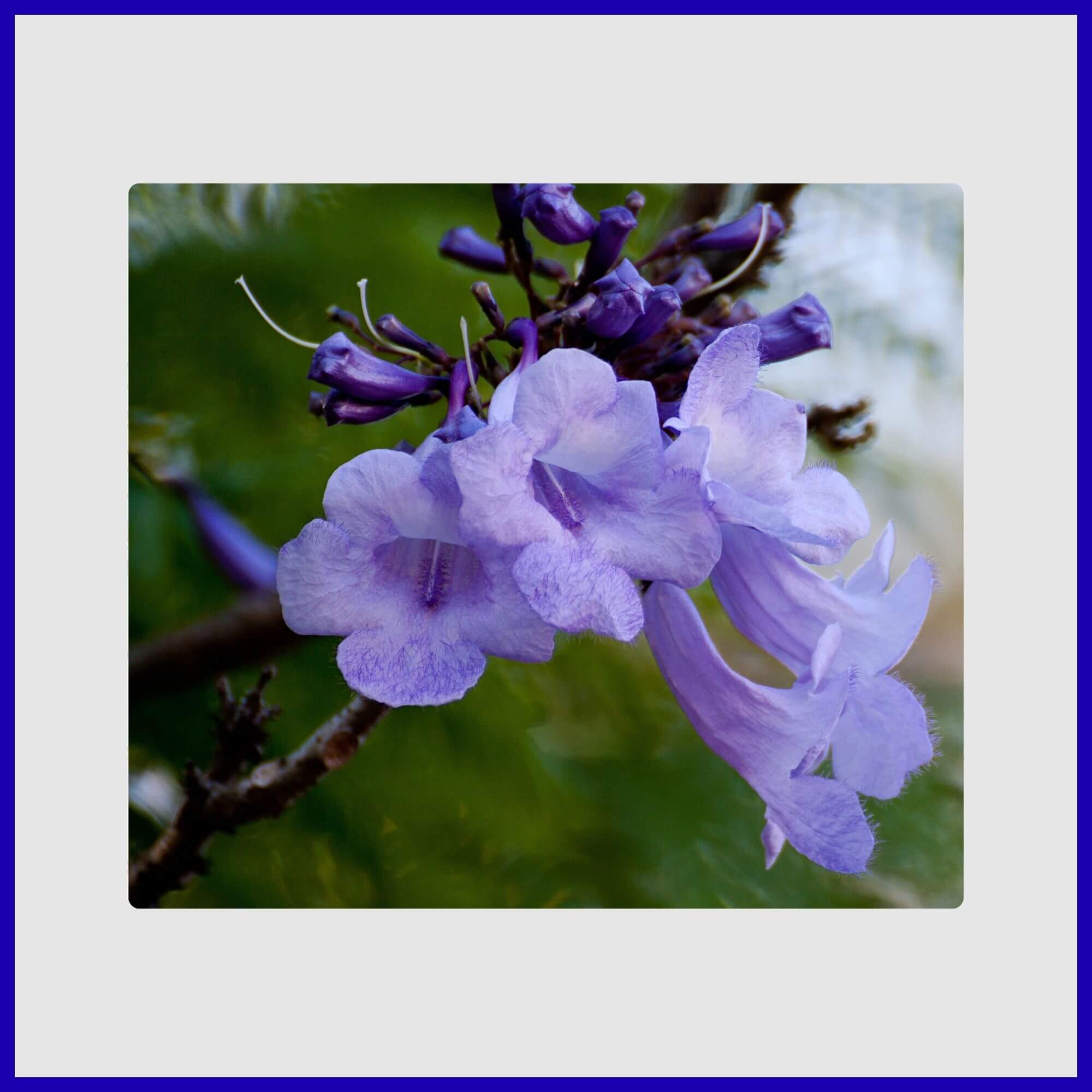 Blue Jacaranda Dwarf tree with purple-blue flowers