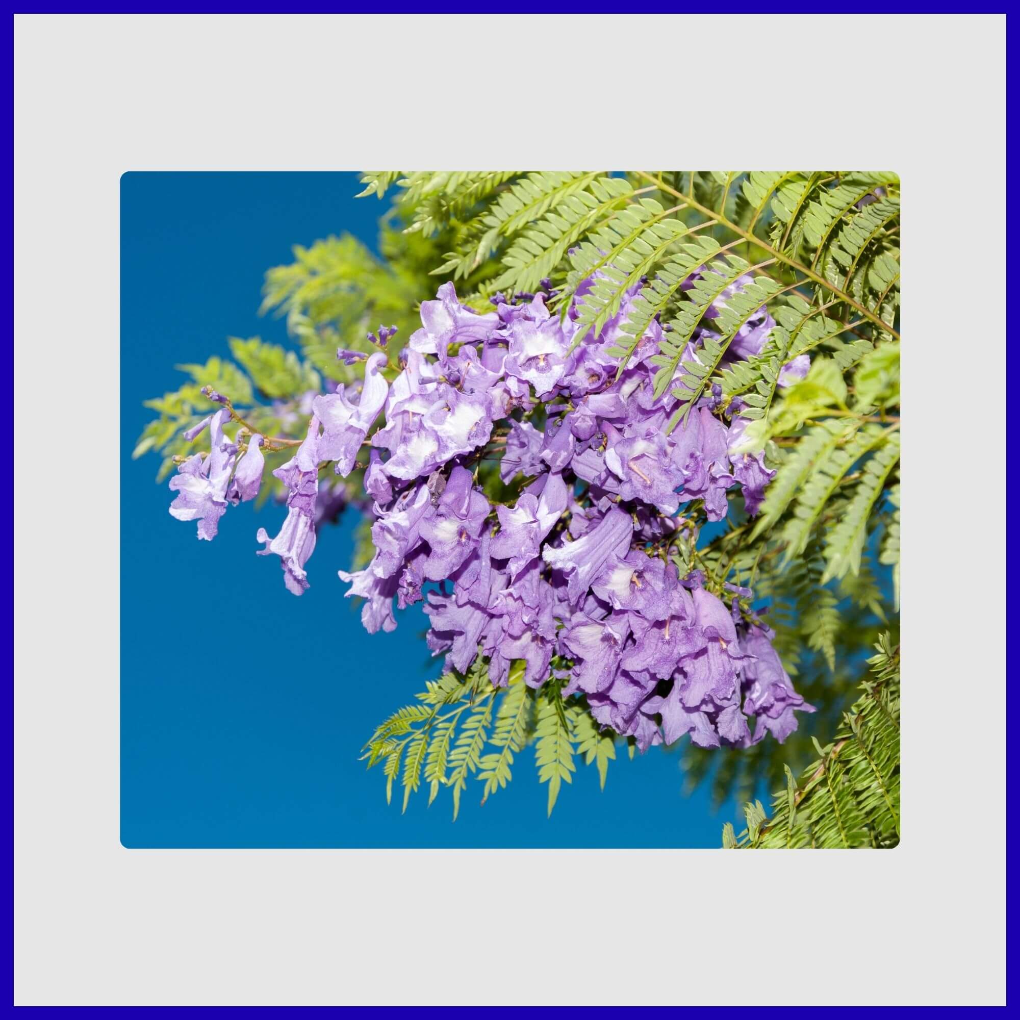 Jacaranda tree with breathtaking lavender-blue flowers covering the ground