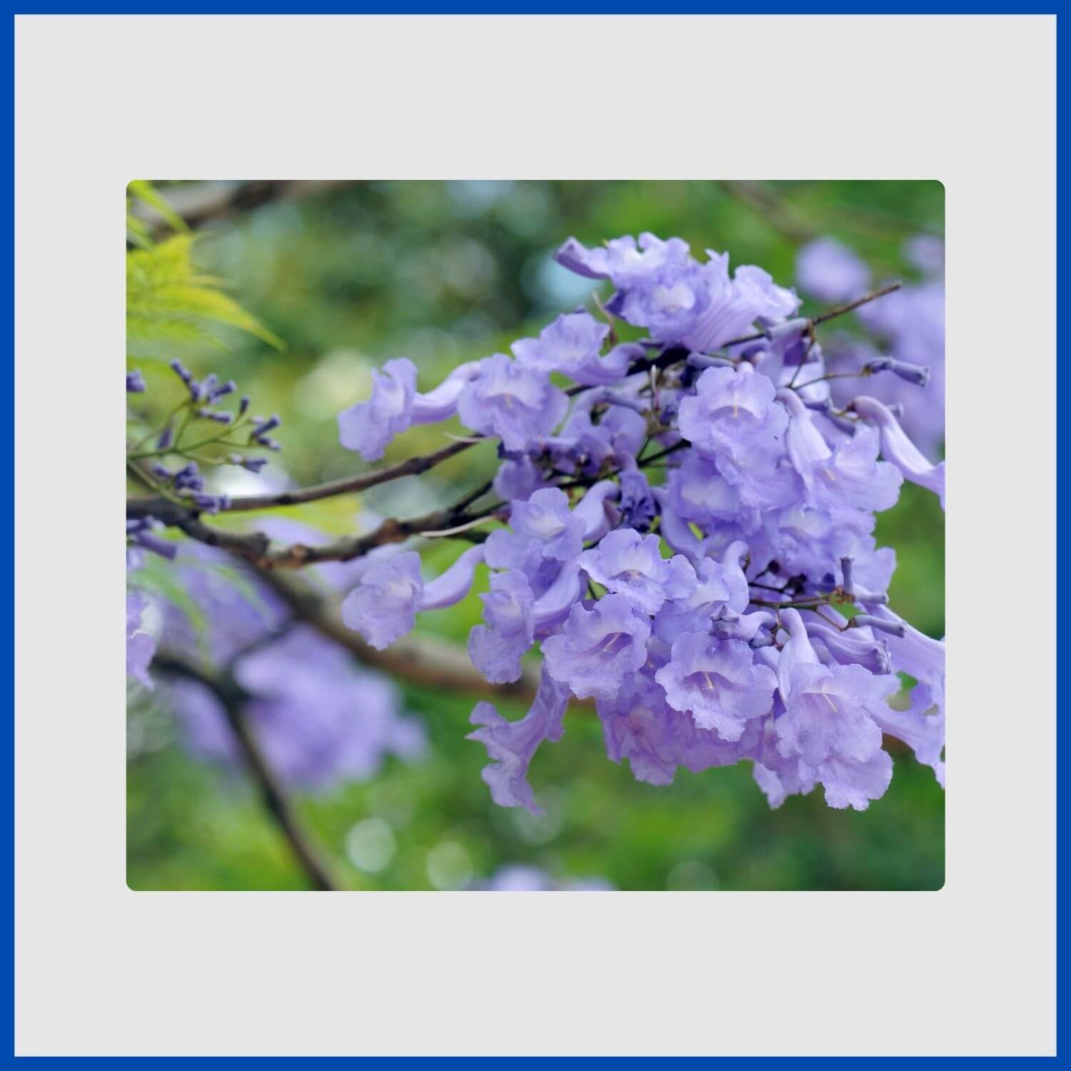 A breathtaking canopy of violet-blue flowers on a jacaranda tree