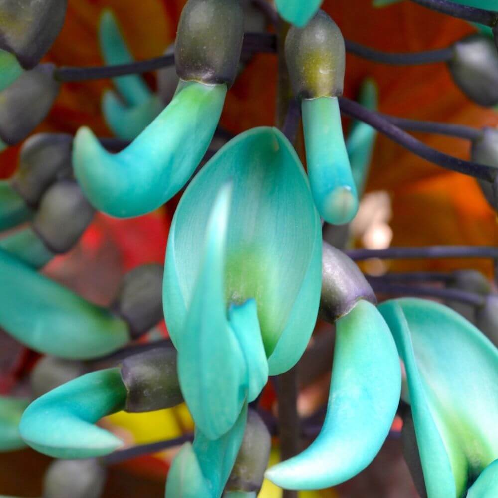 Rare turquoise green-blue vine