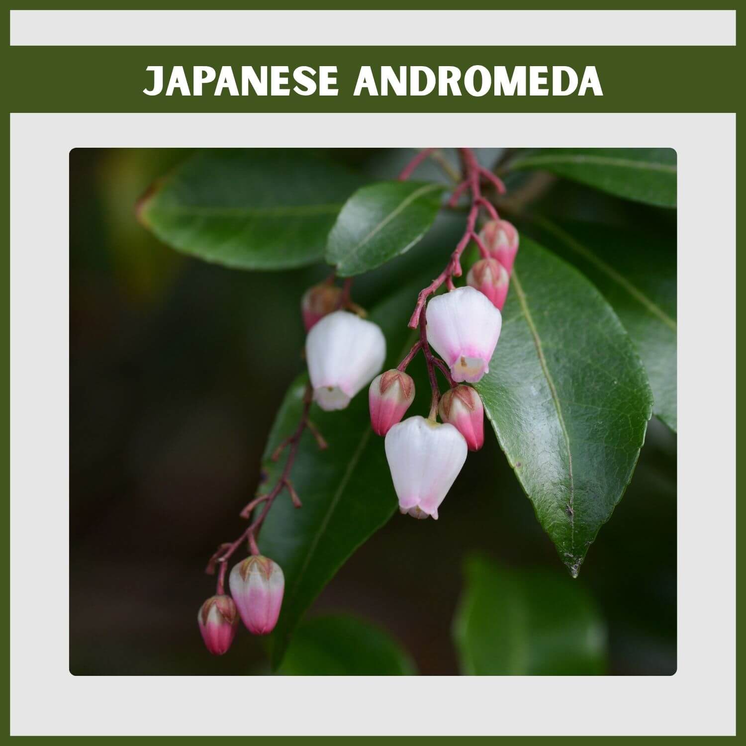 A 'Little Heath' evergreen shrub with pink-tinted new foliage and white urn-shaped flowers
