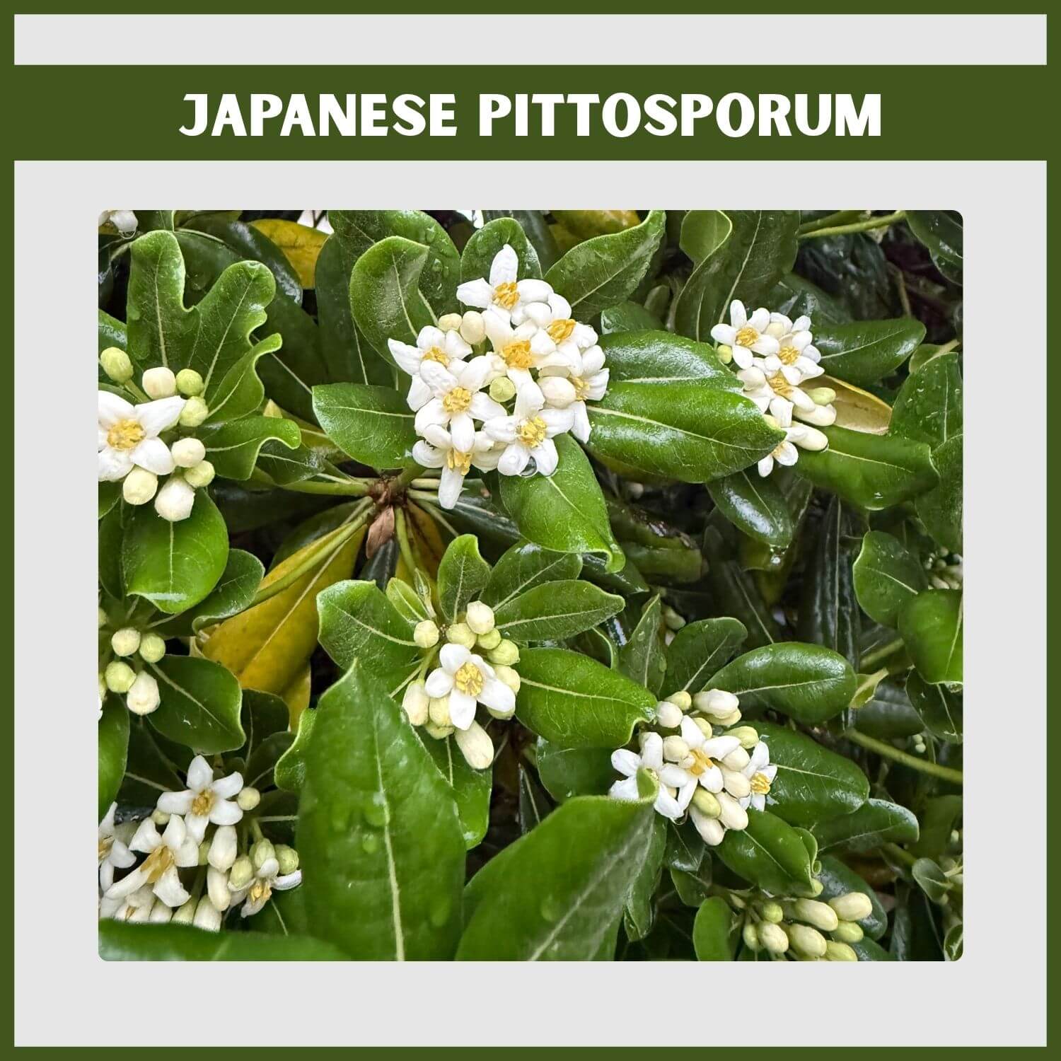 Creamy white, orange-blossom-scented flowers of a Japanese Pittosporum