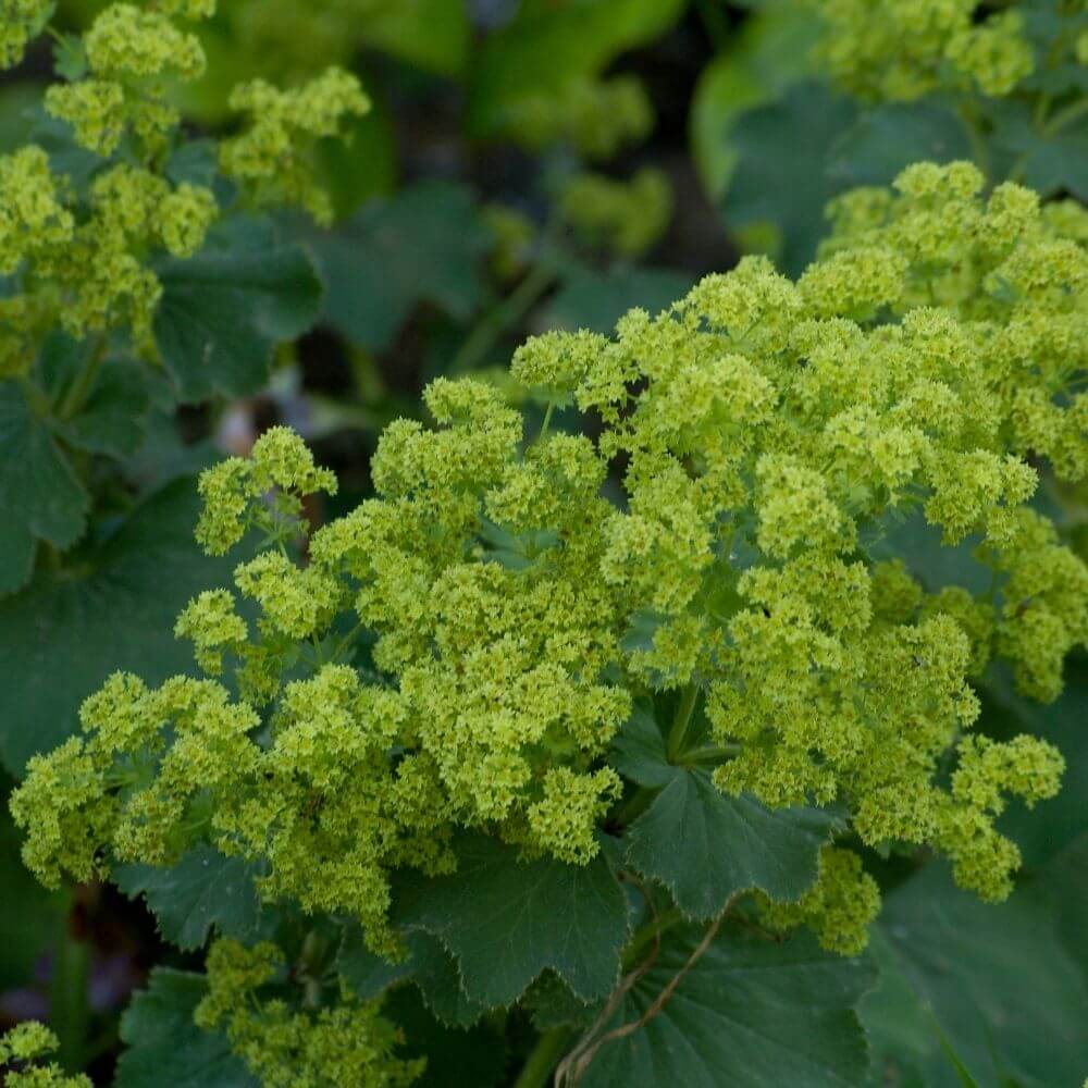 Frothy yellow-green flower clusters of Lady's Mantle