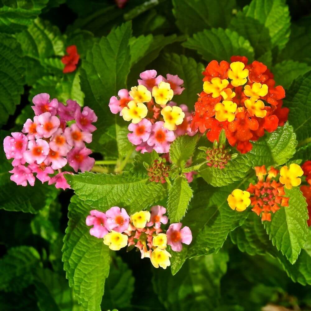 Colorful lantana flowers in garden