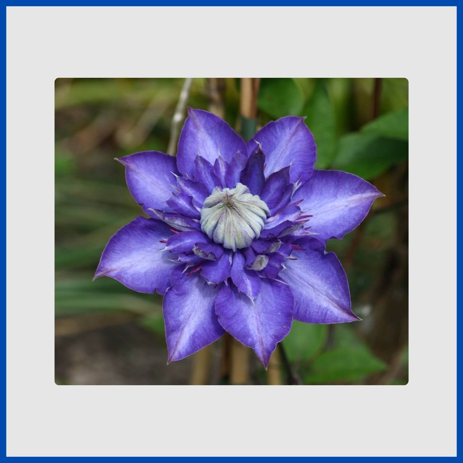 A large, showy blue clematis flower