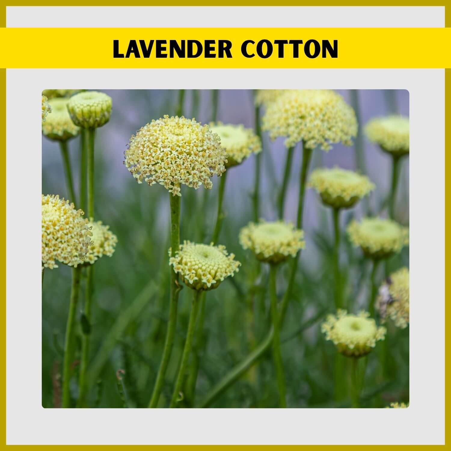 Bright yellow button flowers on the silvery, aromatic foliage of Lavender Cotton