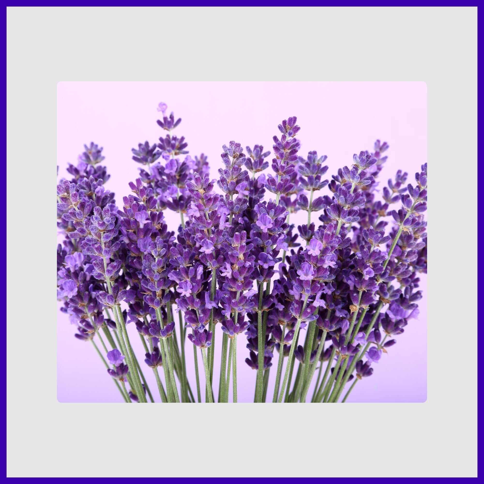 Fragrant purple lavender spikes