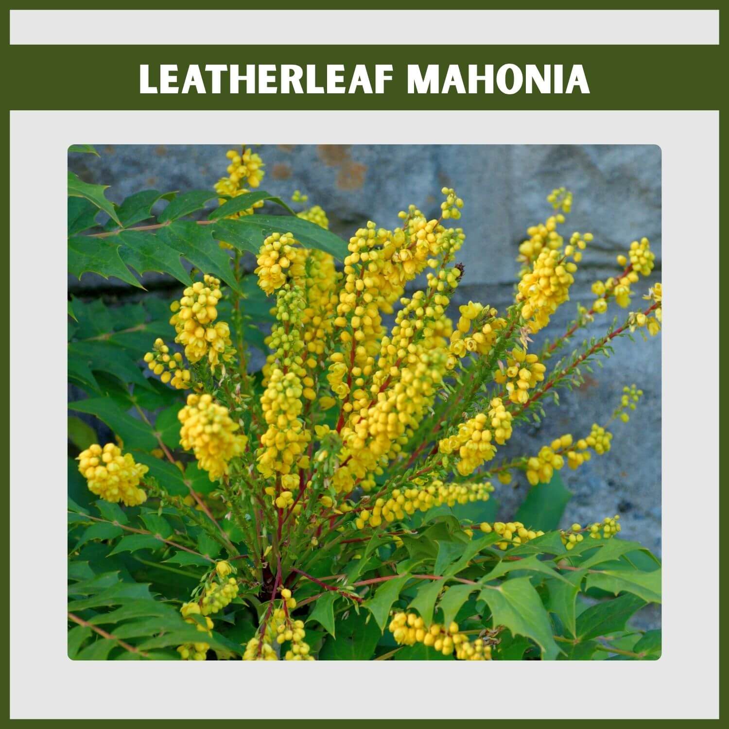 The architectural foliage and fragrant yellow winter flower clusters of a Leatherleaf Mahonia