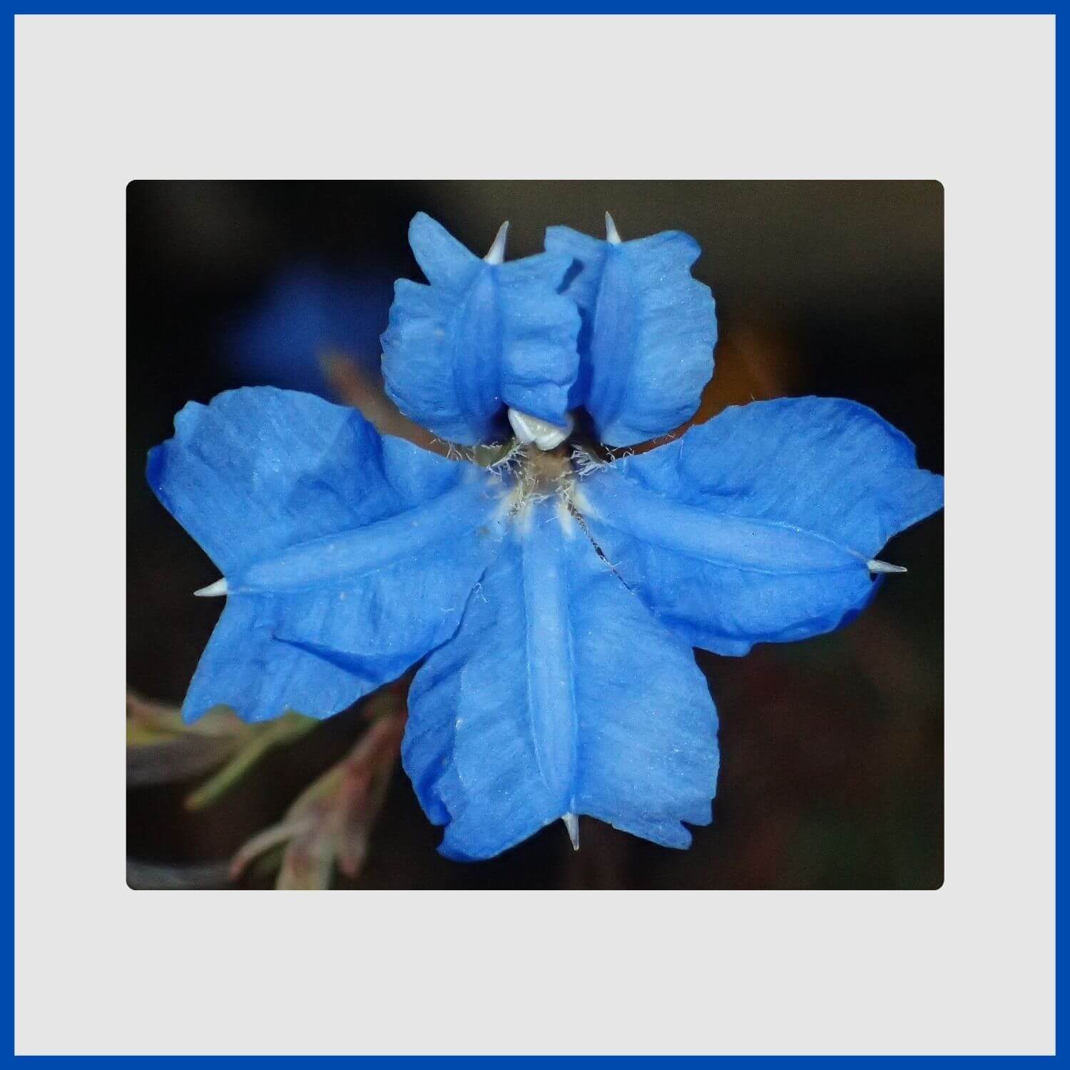 The intensely electric-blue flower of an Australian lechenaultia shrub