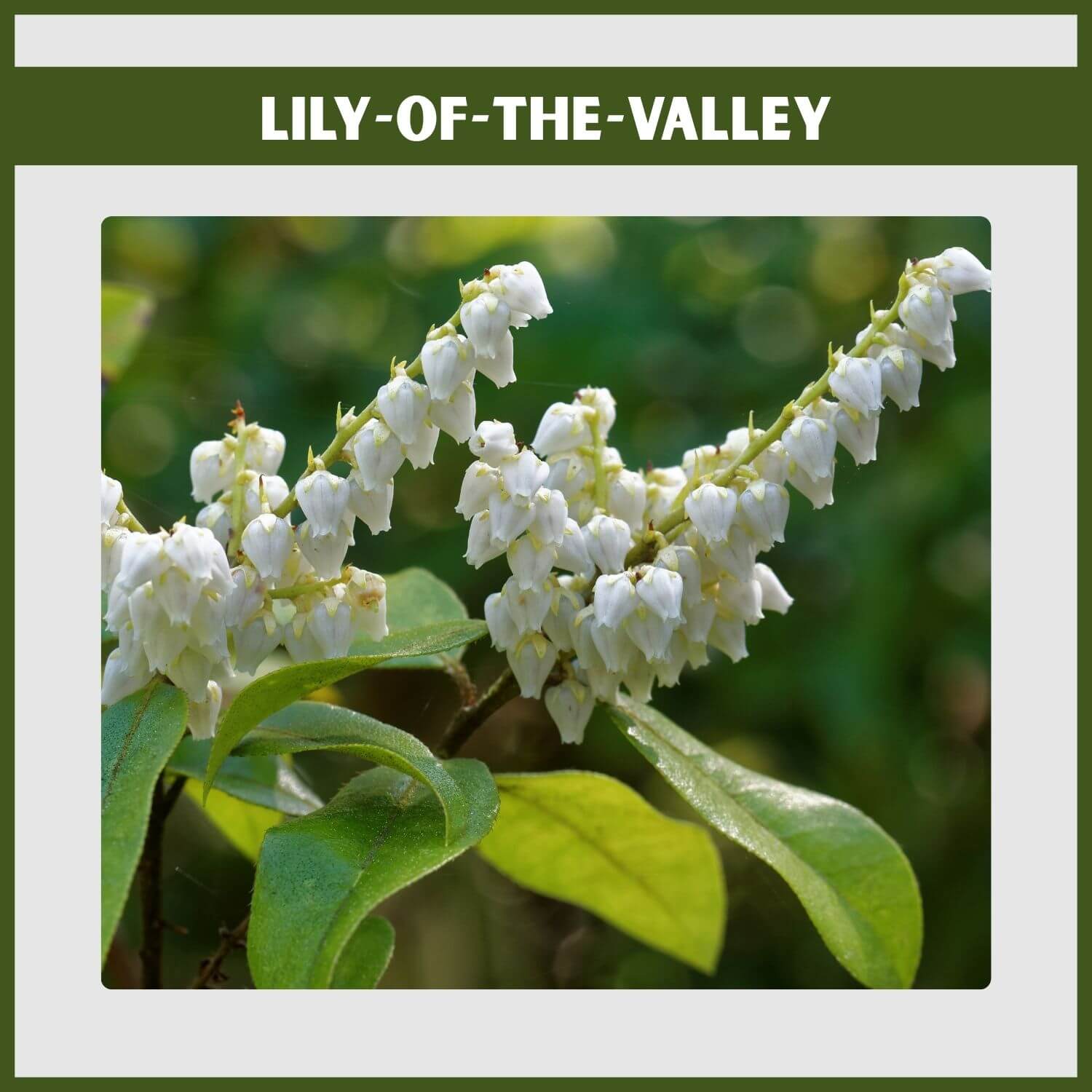 Upright white flower panicles of a native Lily-of-the-Valley Evergreen Shrub