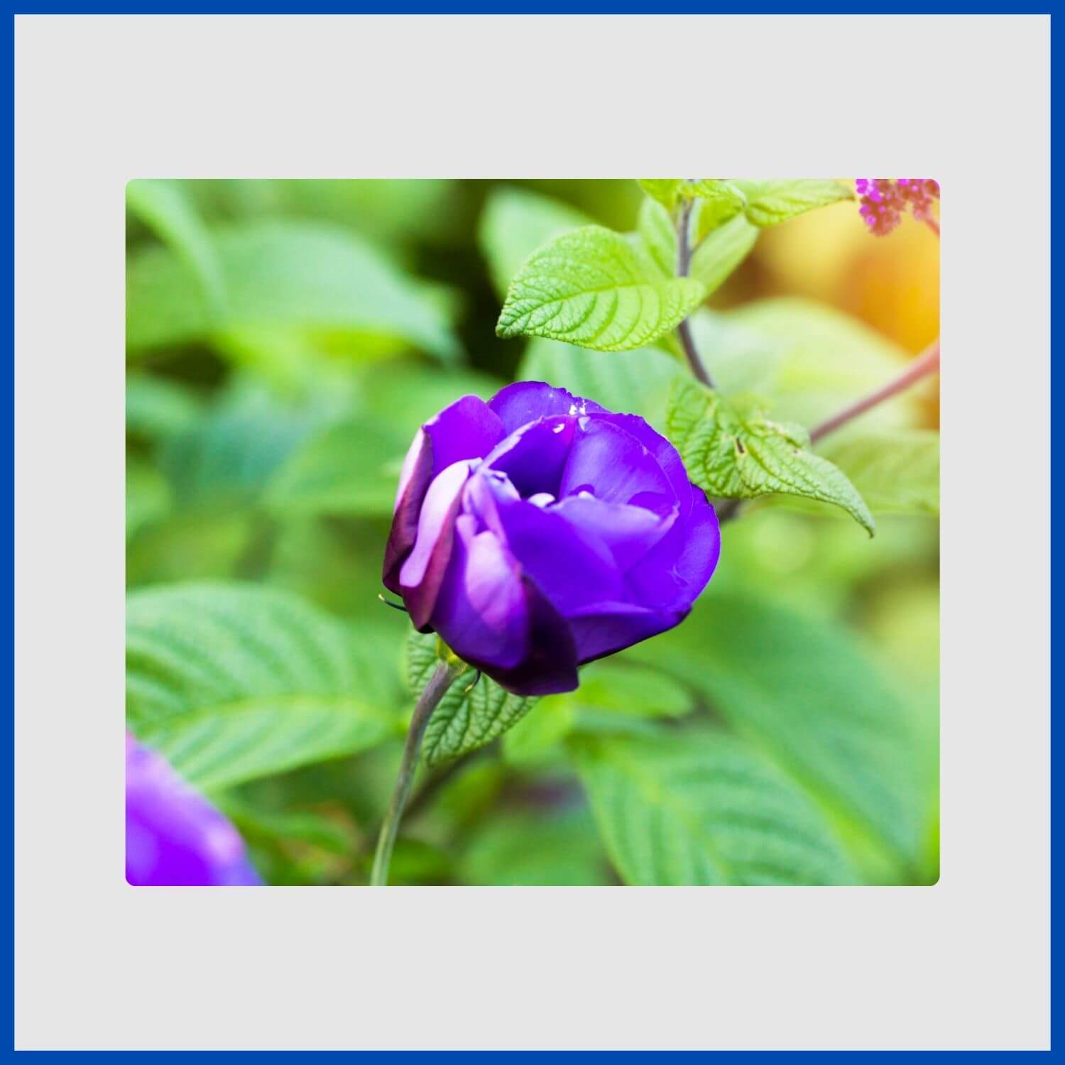 A elegant, rose-like blue lisianthus flower, perfect for cutting