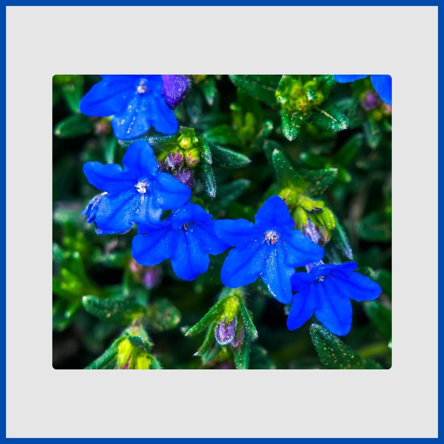 A low-growing mat of lithodora covered in intense gentian-blue flowers