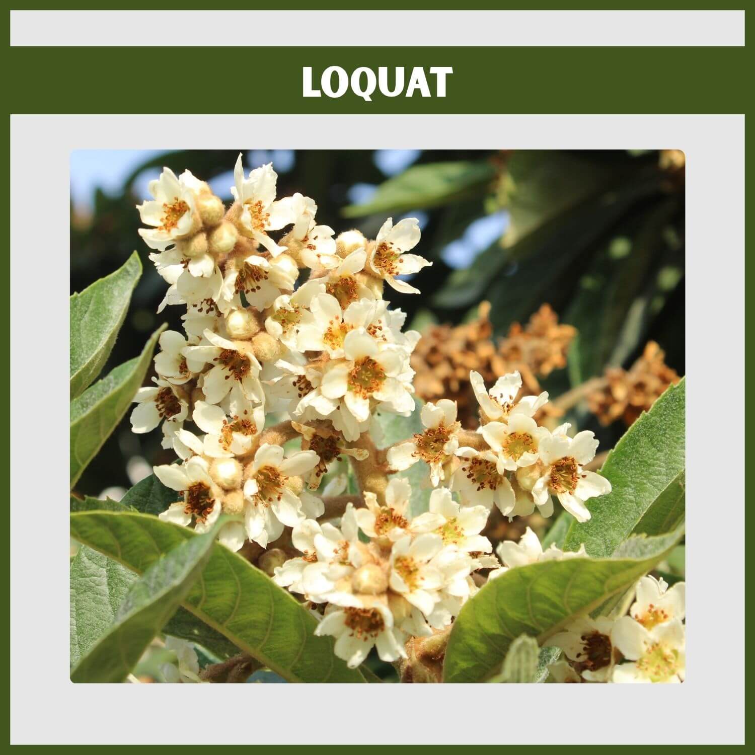 A Loquat shrub showing its large leaves, white flowers