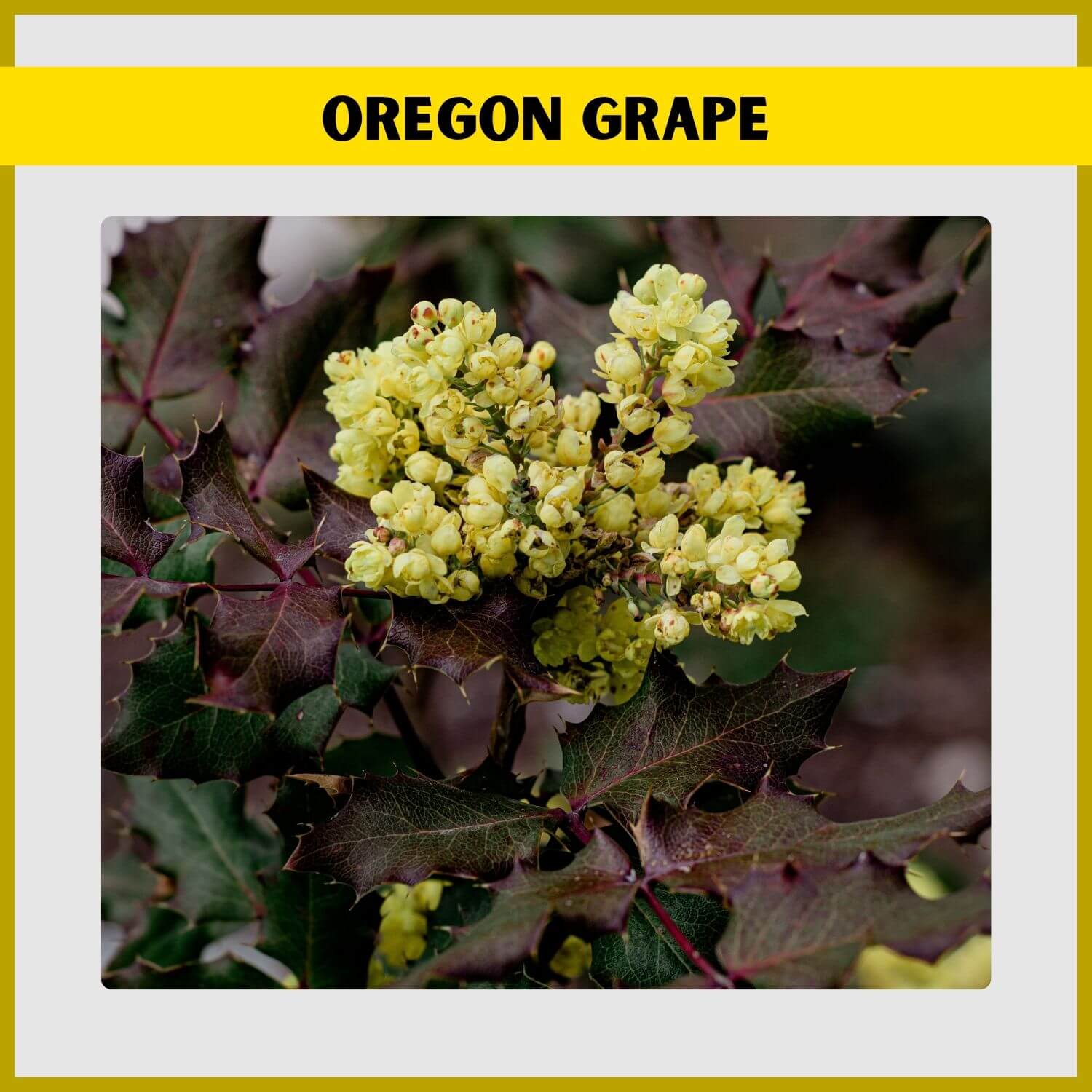 Bright yellow flower clusters of Oregon Grape, a native evergreen flowering shrub