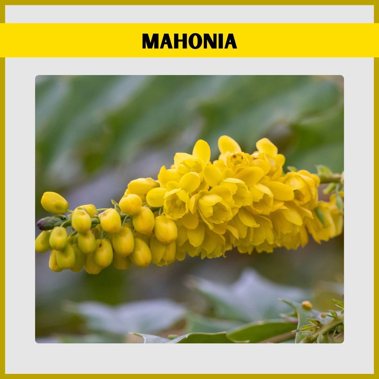 Long, fragrant yellow flower spikes on a 'Charity' Mahonia in a winter garden